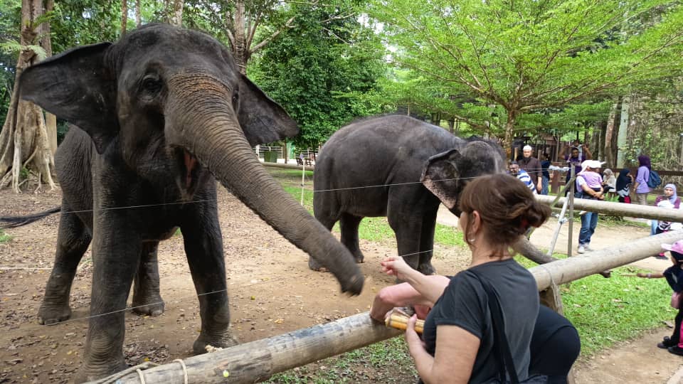 Elephant Sanctuary (Kuala Gandah) — photo 1